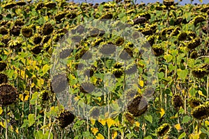 Closeup of dried ripe sunflowers on a sunflower field awaiting harvest on a sunny day. Field agricultural crops