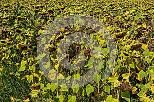 Closeup of dried ripe sunflowers on a sunflower field awaiting harvest on a sunny day. Field agricultural crops