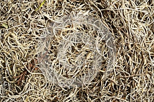 closeup of dried spanish moss background