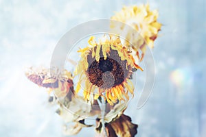 Closeup of dried sunflower heads. Bright wooden background.