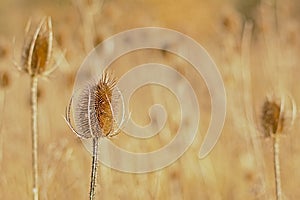 Closeup of a dried teasel seedhead