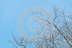 Closeup dried tree in the garden with beautiful clear blue sky textured background with copy space