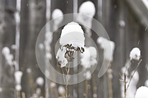 Closeup of dried winter plants covered in deep powder snow during storm, rustic fence in background