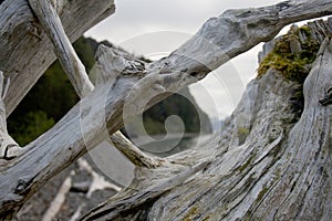 Closeup of Driftwood on Shore