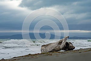 Closeup of a driftwood washed ashore with waves in the background