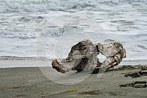 Closeup of a driftwood washed ashore with waves in the background