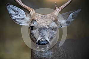 Closeup of a Drooling Whitetail Buck Deer