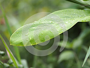 Closeup drop rain on Green leaves rainy season blurred greenery nature background with copy space using as background natural