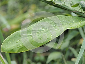 Closeup drop rain on Green leaves rainy season blurred greenery nature background with copy space using as background natural