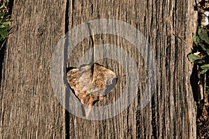 Closeup of a dry autumn leaf on old wooden planks