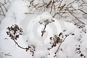 Dried seedpods of an umbellifer plant covered in snow photo