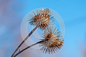 Dry burdock seed head or burr against blue sky