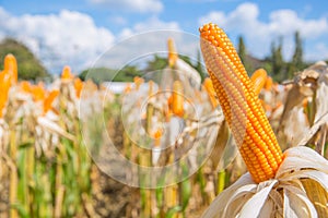 Closeup dry corn in field