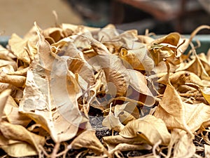 Closeup of Dry Fallen Yellow Leaves of Ficus Benjamina, Weeping Fig, Benjamin Fig, Ficus Tree or Ficus in The Pot