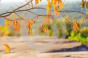 Closeup of dry golden leaves, Arid forest in winter season with gold light before sunset in sunny day