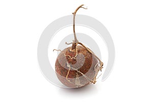 Closeup of Dry Gular fruit, isolated on white background.