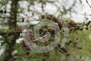 Closeup dry larch trree branches with cones