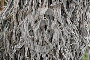 Closeup of dry leaves of biennial plant Echium wildpretii.