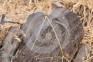 Closeup of a dry log on top of dry hays