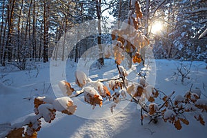 Closeup dry oak tree branch in the winter forest