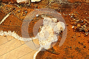 Closeup of dry rot fruiting body