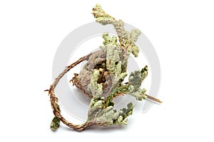 Closeup of Dry Sanjivini Booti leaves, isolated on white background. photo