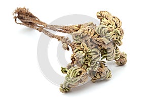 Closeup of Dry Sanjivini Booti leaves, isolated on white background. photo