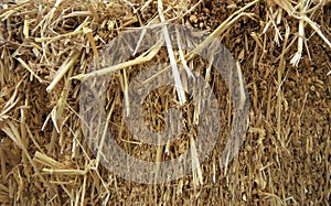 Closeup of Dry straw