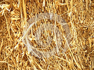 Closeup of Dry straw