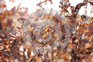 Closeup dry withered branches and leaves