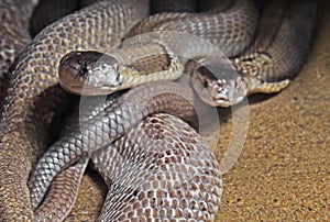 Dual Monocled Cobra on Sand Background photo