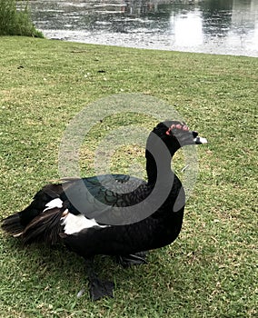 Closeup of duck Cairina moschata domestica