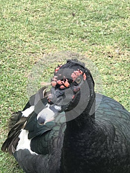 Closeup of duck Cairina moschata domestica