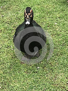 Closeup of duck Cairina moschata domestica