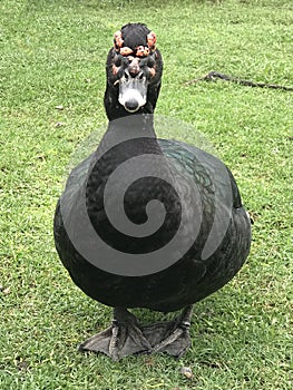 Closeup of duck Cairina moschata domestica