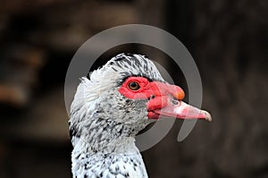 Closeup duck portrait