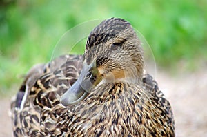 Closeup duck portrait