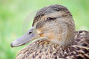 Closeup duck portrait