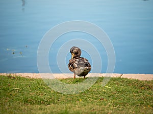 Closeup of a duck scratching itself with beak standing on the shoreline of the lake