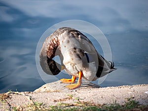 Closeup of a duck scratching itself with beak standing on the shoreline of the lake on a sunny day