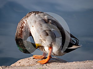 Closeup of a duck scratching itself with beak standing on the shoreline of the lake on a sunny day