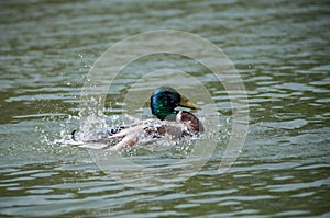 duck splashing on the river