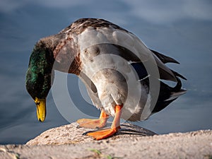 Closeup of a duck standing on the shoreline of the lake on a sunny day