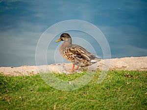 Closeup of a duck standing on the shoreline of the lake on a sunny day