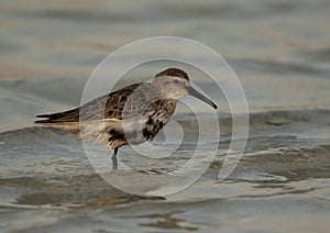 Closeup of  a Dunlin at Busaiteen coast, Bahrain