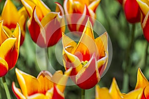 Closeup of Dutch yellow -Red Tulips of Sort SYNAEDA KING