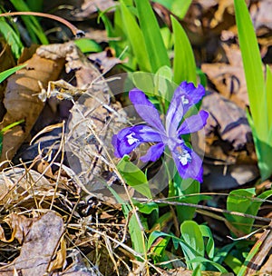 Closeup of a Dwarf Crested Iris, Iris cristata