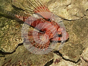 Closeup of dwarf lionfish in its natural habitat