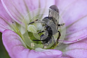 Closeup on a dwarf mining bee of the Andrena minutula group, sipping nectar from a pink Saxifraga flower