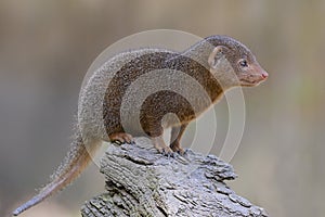 Closeup dwarf mongoose photo